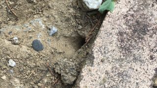 アナバチの巣 - 広瀬佳子ピアノ教室 - 千葉市緑区おゆみ野南